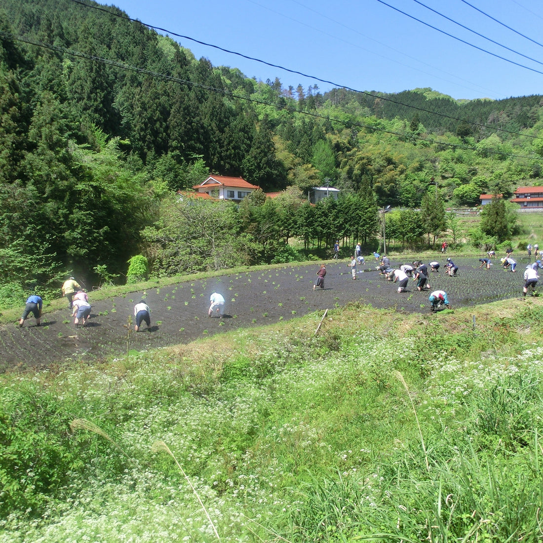 田植え&春の食・酒を楽しむ会2016